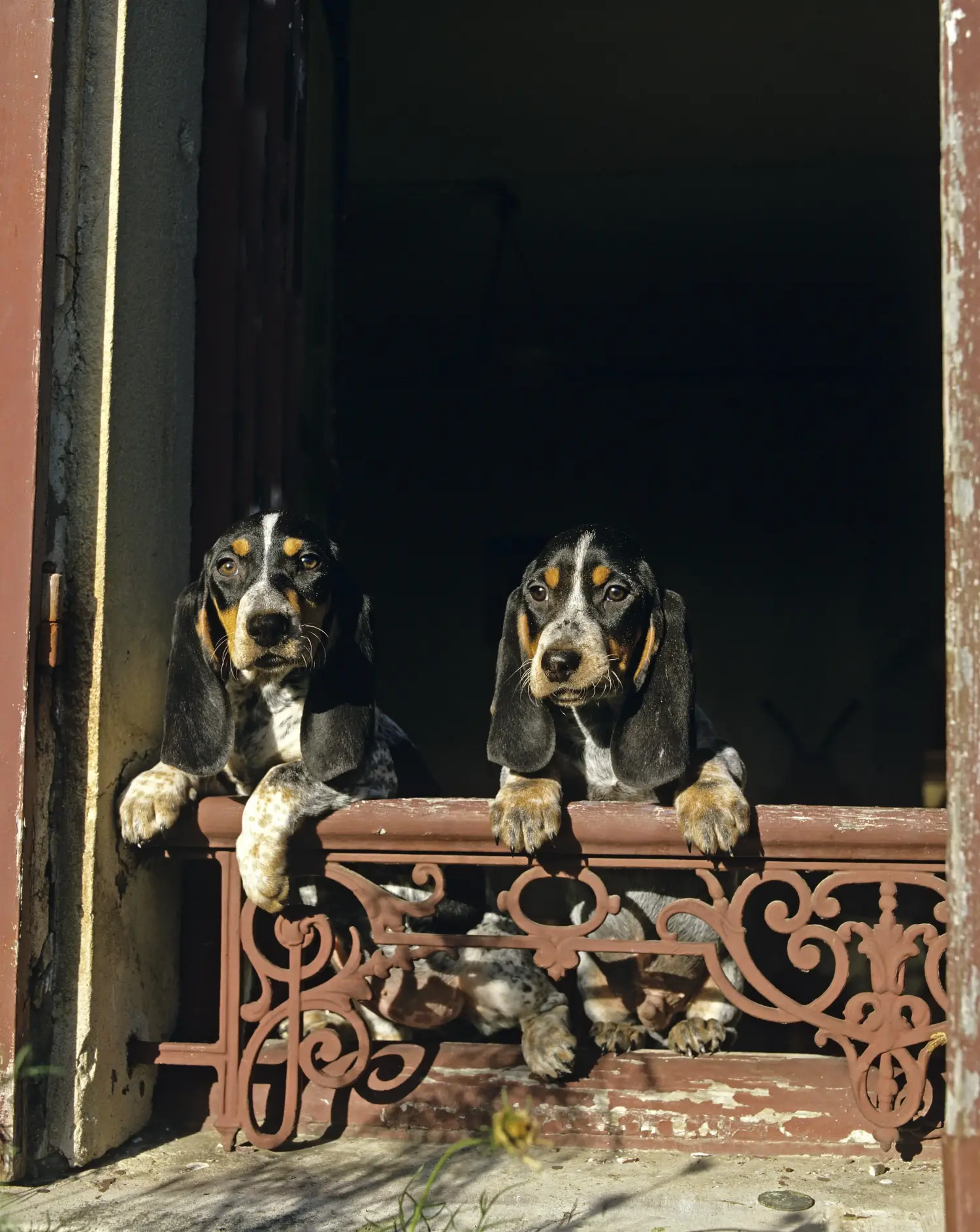 Zakup szczeniaka Basset bleu de Gascogne oznacza wzięcie na siebie odpowiedzialności! Kup szczenięta Basset bleu de Gascogne.