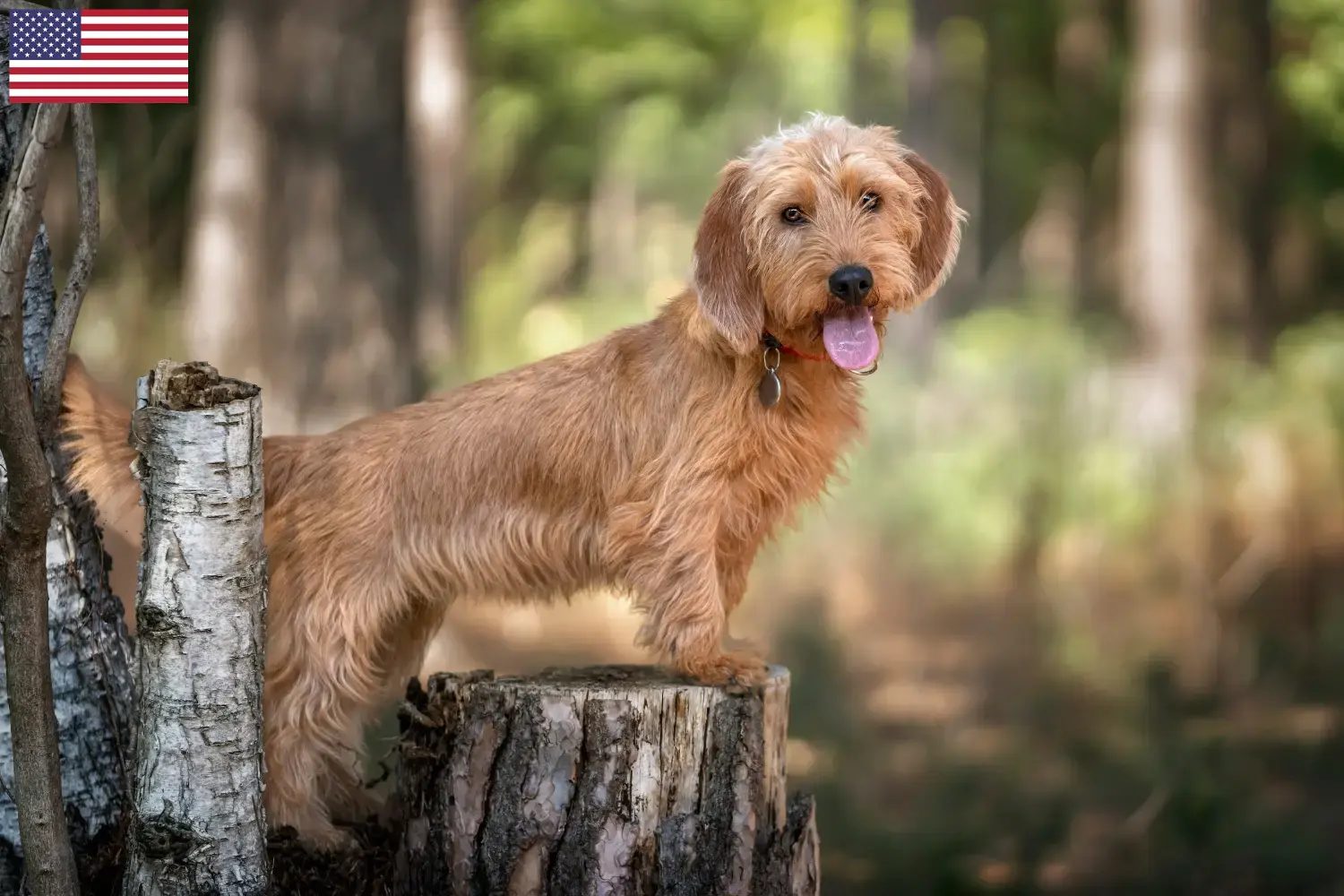 Read more about the article Basset fauve de Bretagne hodowcy i szczenięta w USA