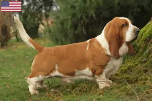 Read more about the article Hodowcy i szczenięta Basset Hound w USA