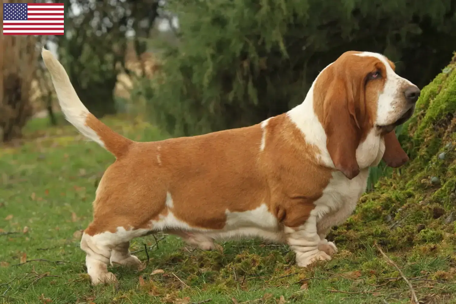 Read more about the article Hodowcy i szczenięta Basset Hound w USA