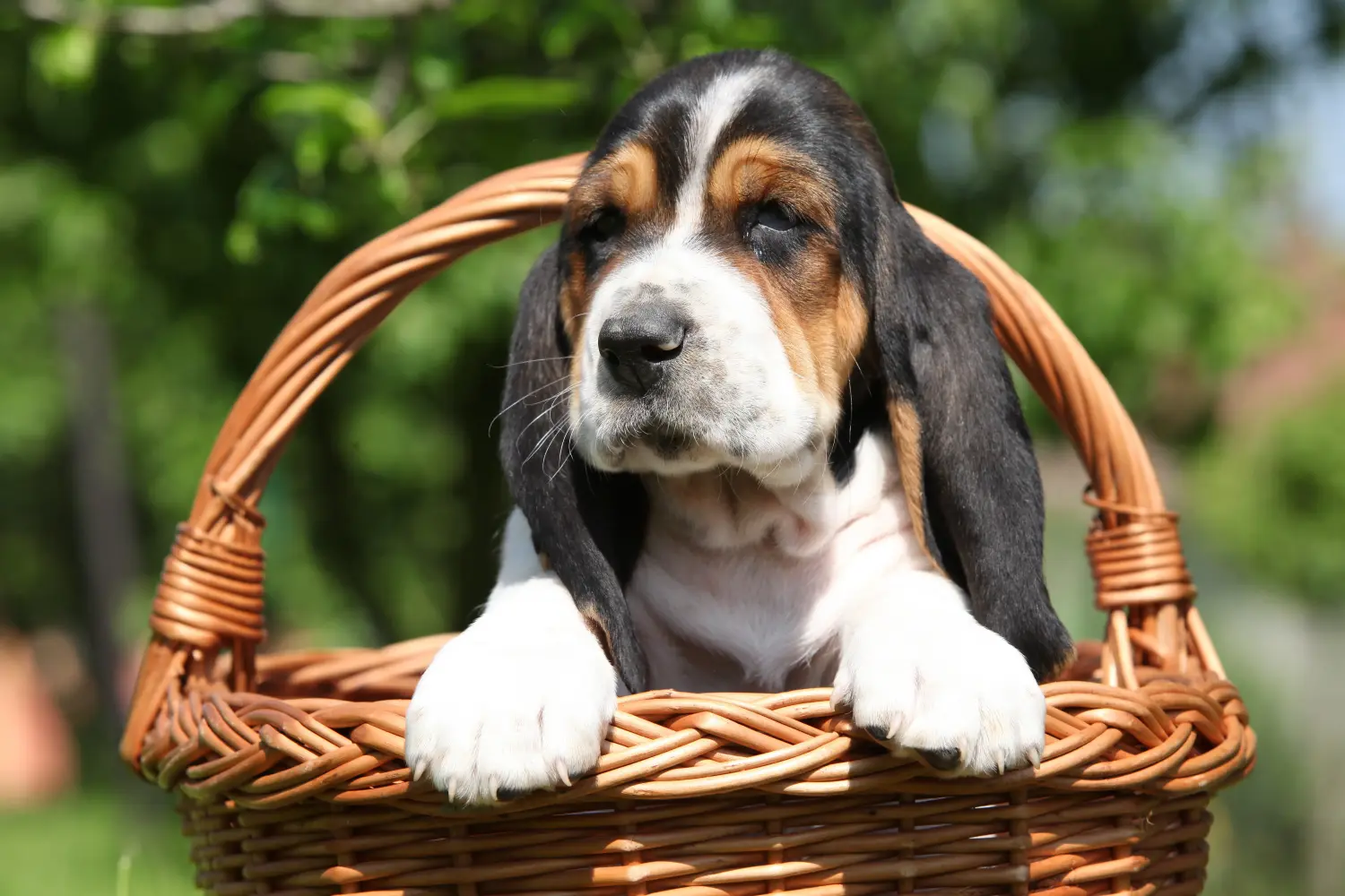 Kupno szczeniaka Basset Hound oznacza wzięcie na siebie odpowiedzialności! Kup szczenięta Basset Hound.