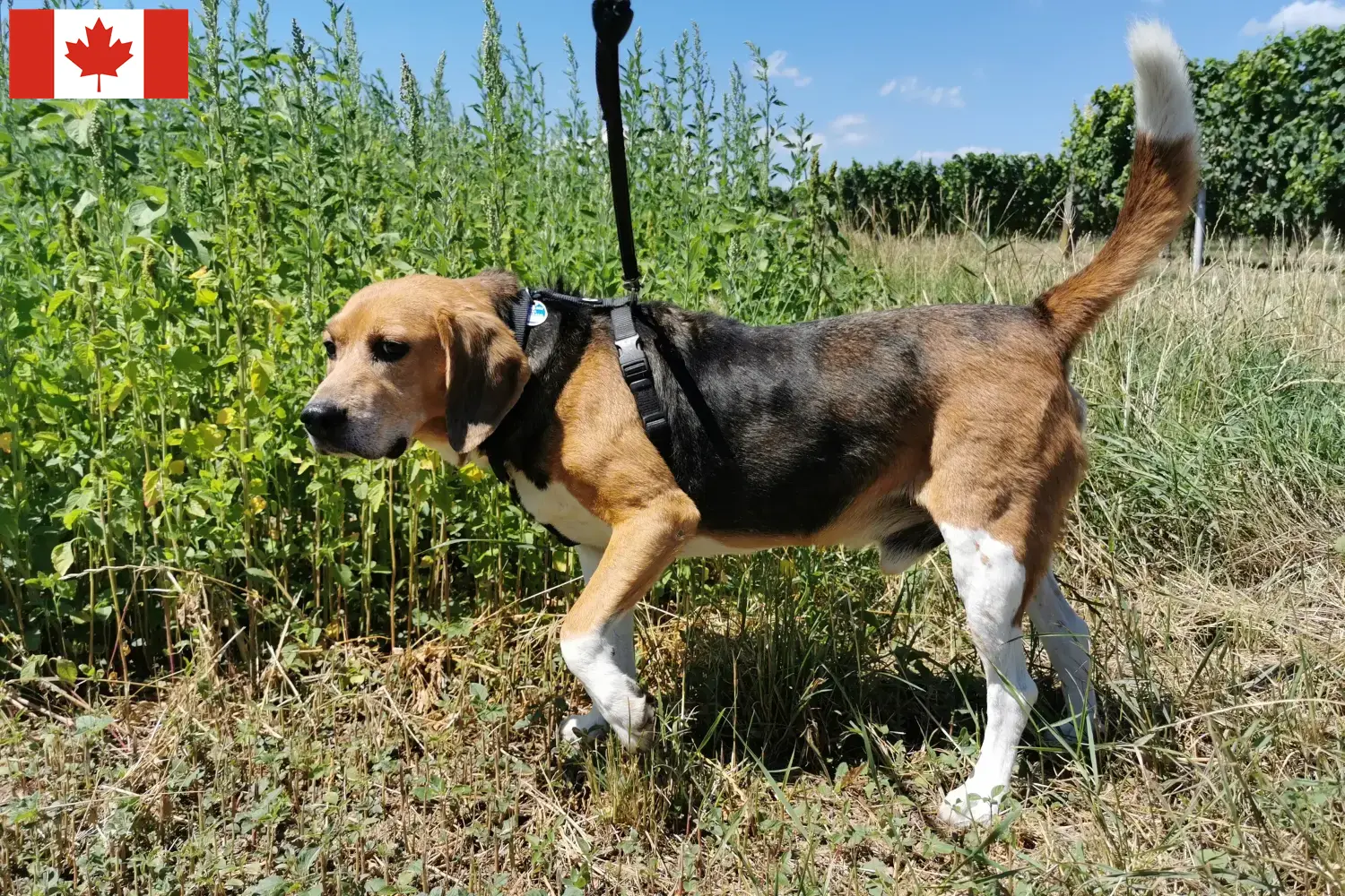 Read more about the article Hodowcy i szczenięta Beagle harrier w Kanada