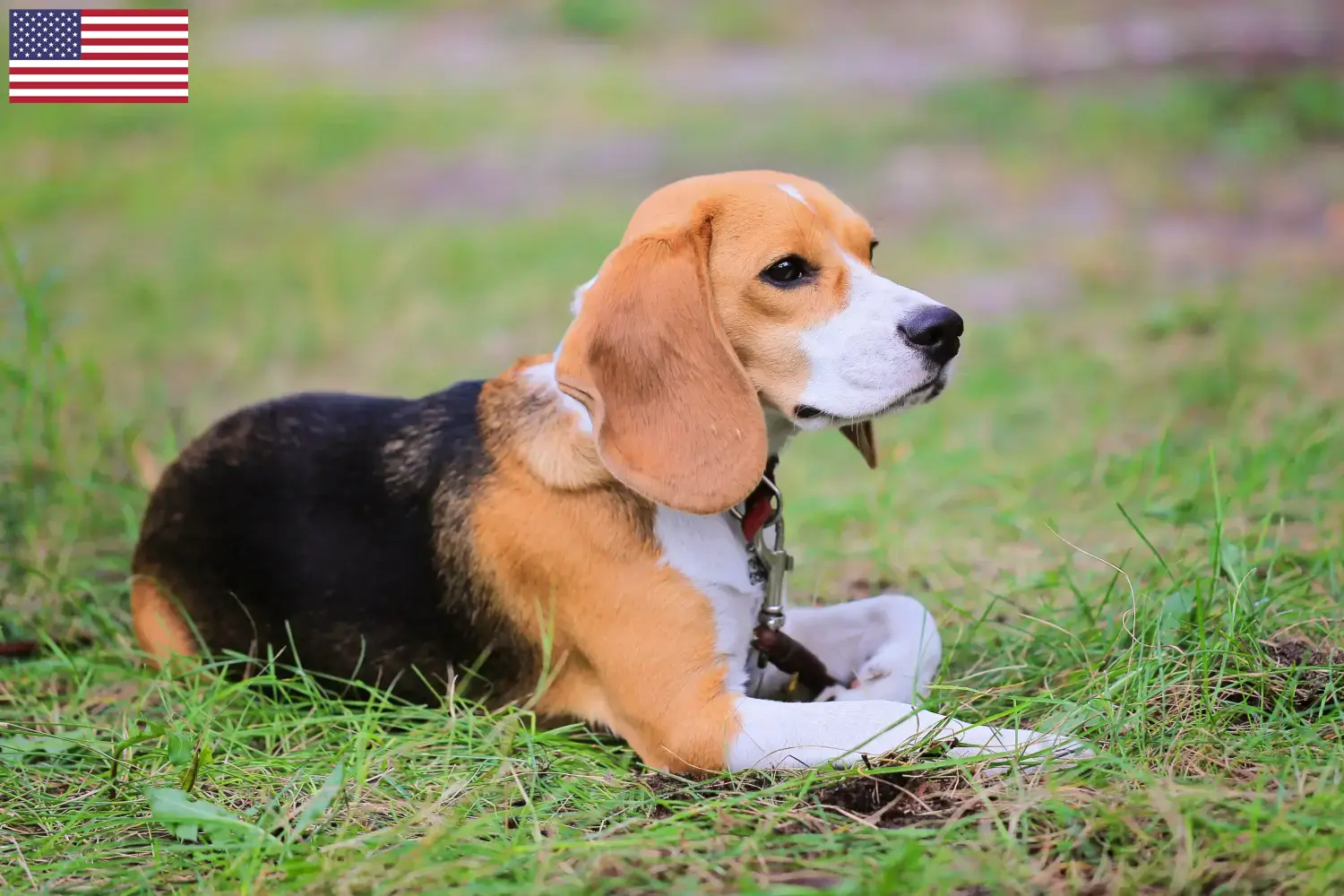 Read more about the article Hodowcy i szczenięta Beagle harrier w USA
