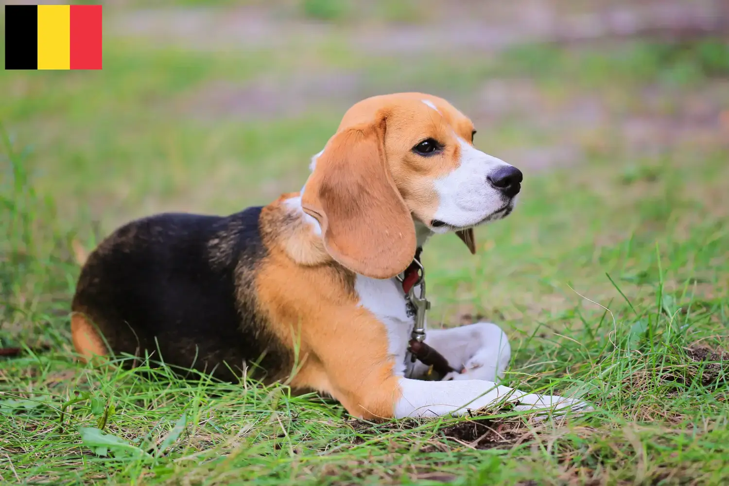 Read more about the article Hodowcy i szczenięta Beagle harrier w Belgia