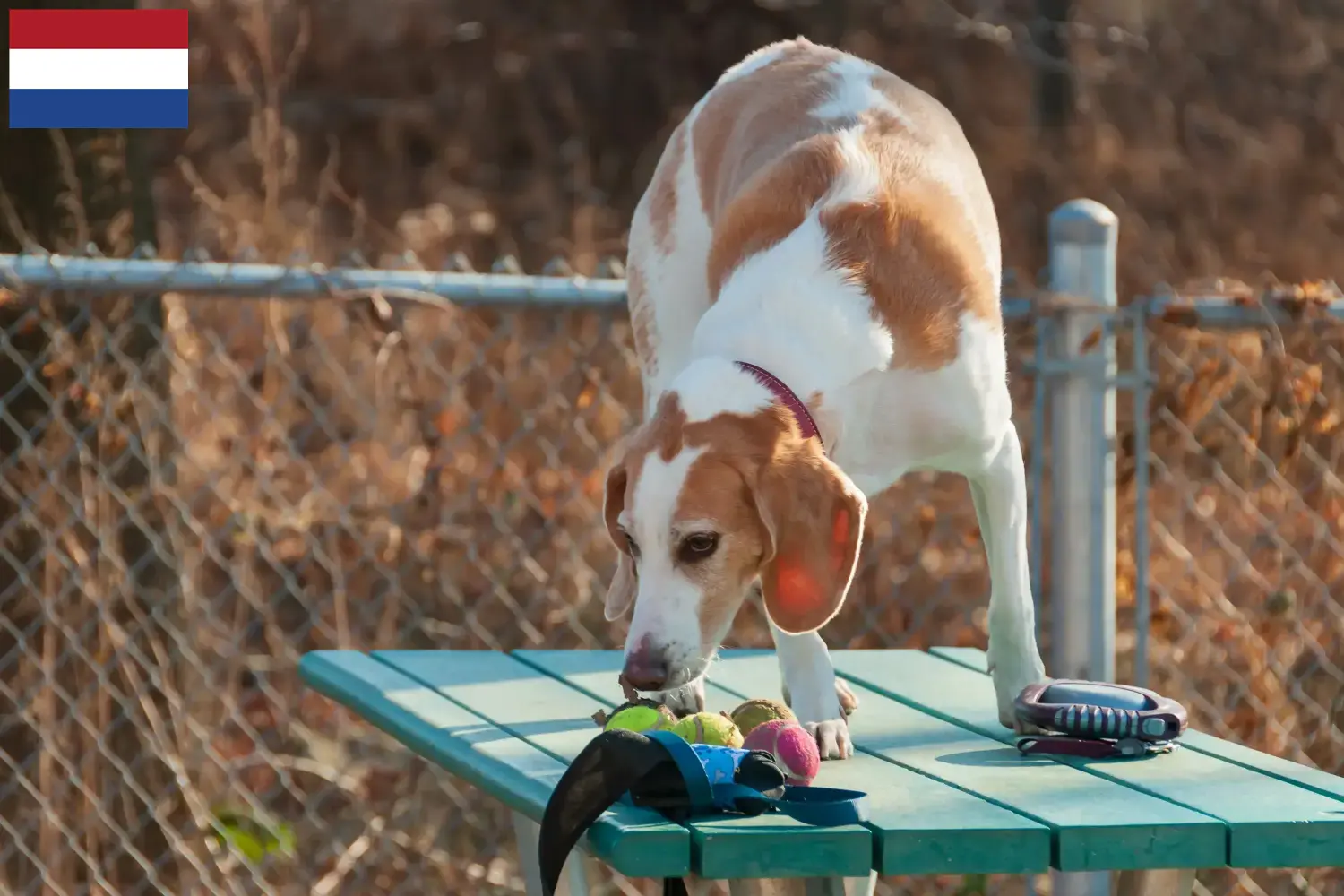 Read more about the article Hodowcy i szczenięta Beagle harrier w Holandia