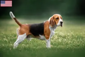Read more about the article Hodowcy i szczenięta rasy Beagle w USA