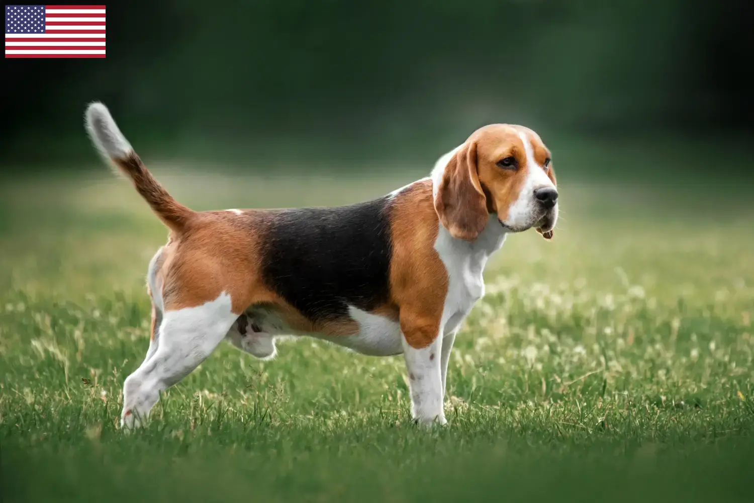 Beagle szczenięta i hodowcy USA Znajdź tutaj hodowców rasy Beagle w USA.