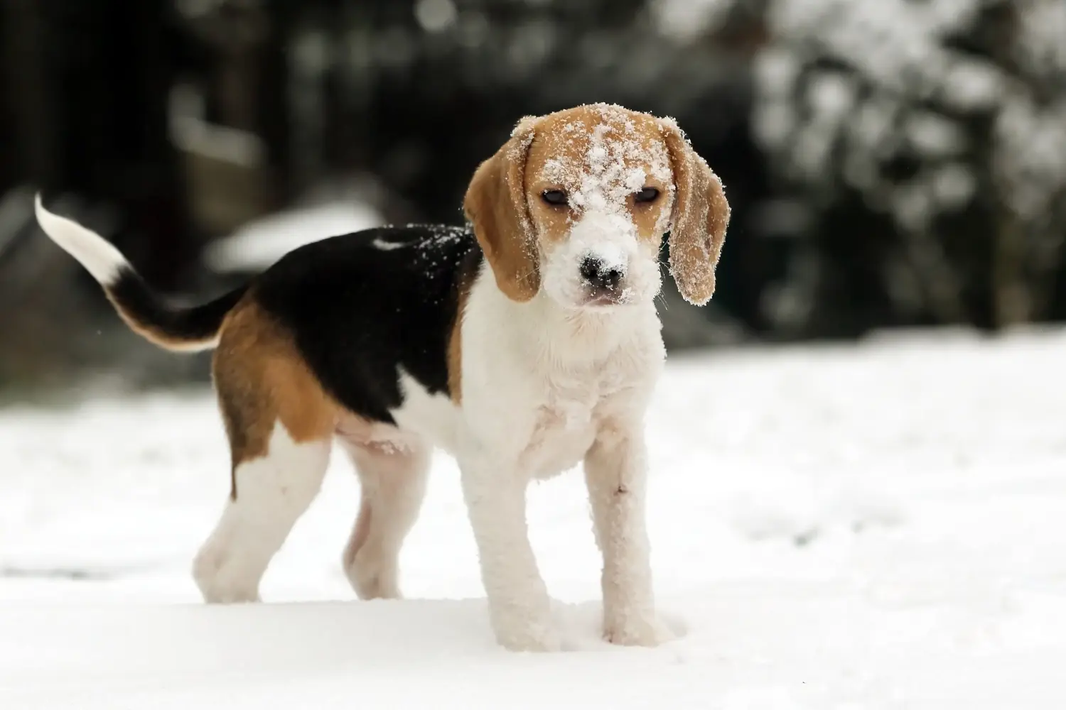 Kupno szczeniaka rasy Beagle oznacza wzięcie na siebie odpowiedzialności! Kup szczenięta rasy Beagle.