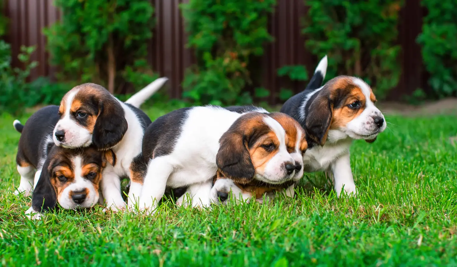 Kupno szczeniaka rasy Beagle oznacza wzięcie na siebie odpowiedzialności! Kup szczenięta rasy Beagle.