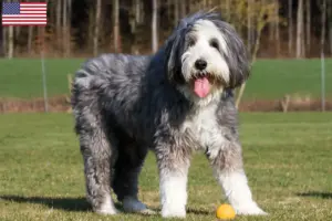 Read more about the article Hodowcy i szczenięta Bearded collie w USA