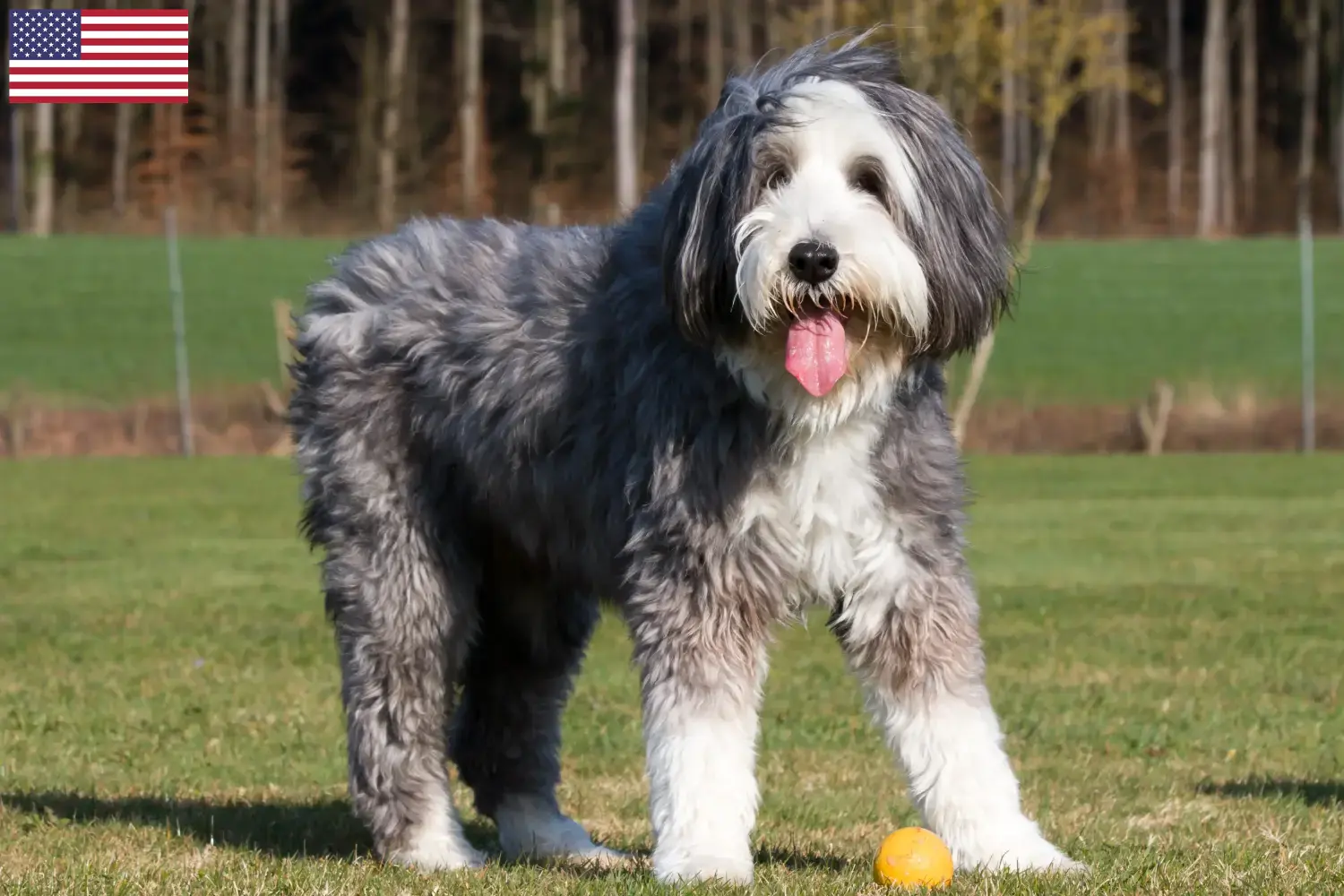 Read more about the article Hodowcy i szczenięta Bearded collie w USA