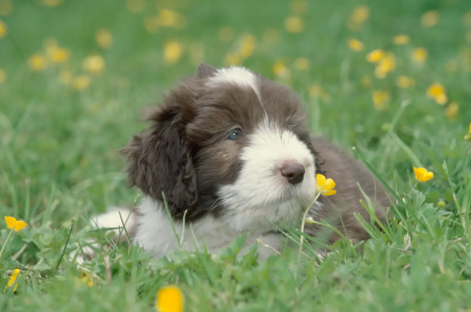 Kupno szczeniaka rasy Bearded Collie oznacza wzięcie na siebie odpowiedzialności! Kup szczenięta rasy Bearded Collie.