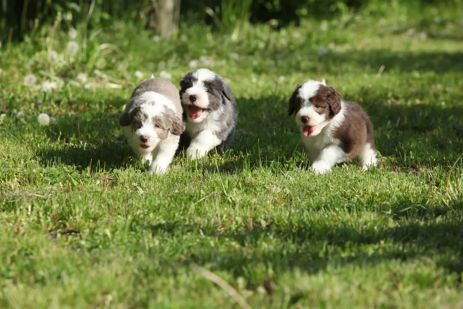 Kupno szczeniaka rasy Bearded Collie oznacza wzięcie na siebie odpowiedzialności! Kup szczenięta rasy Bearded Collie.
