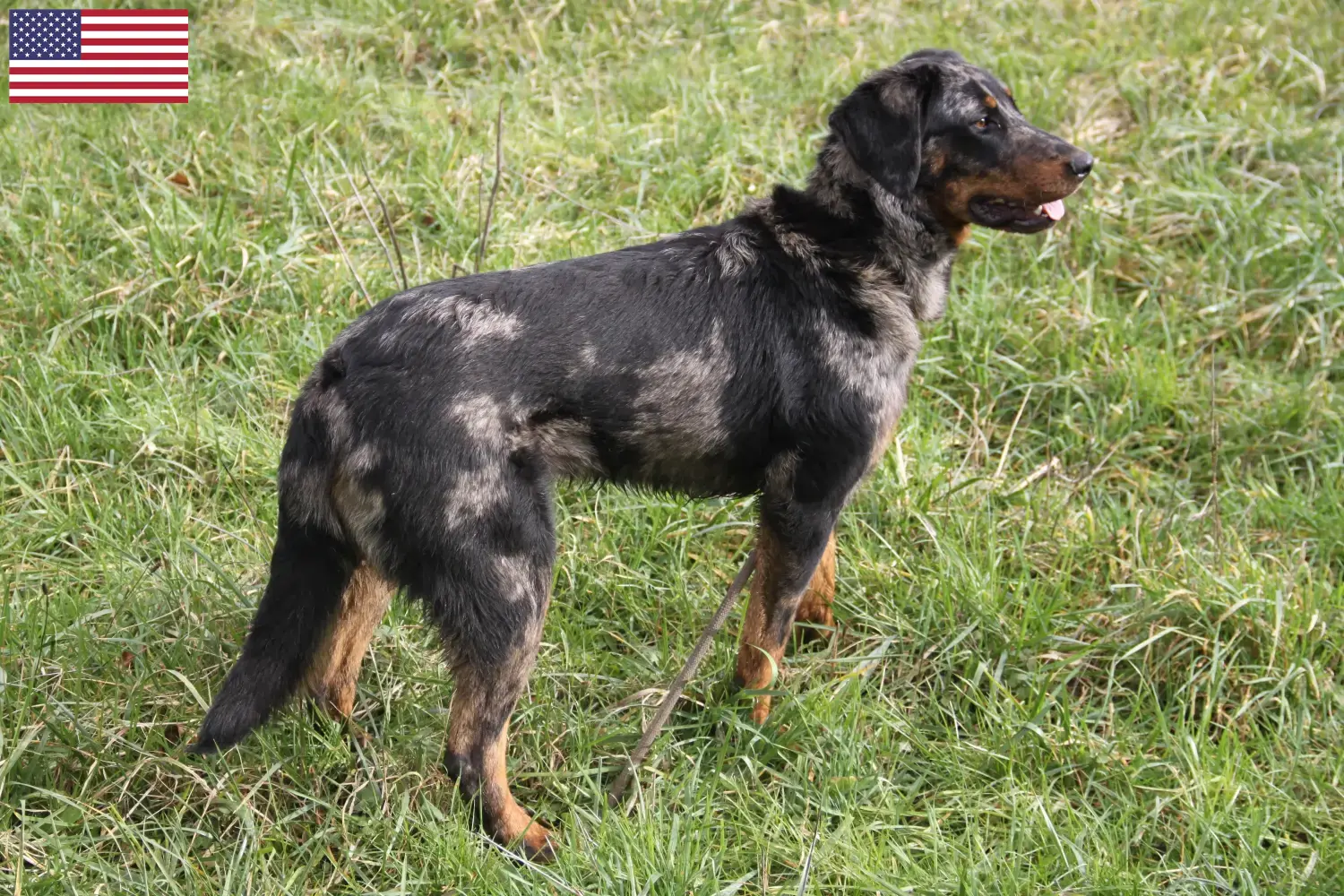 Beauceron szczenięta i hodowcy USA Tutaj znajdziesz hodowców rasy Beauceron w USA.