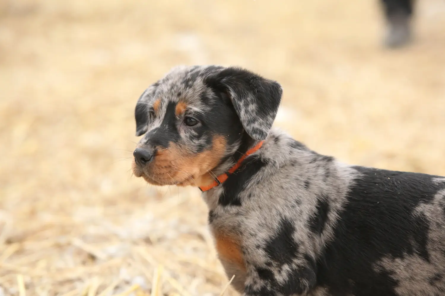 Kupno szczeniaka rasy Beauceron oznacza wzięcie na siebie odpowiedzialności! Kup szczenięta rasy Beauceron.
