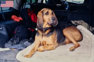 Read more about the article Hodowcy psów rasy Bloodhound i szczenięta w USA
