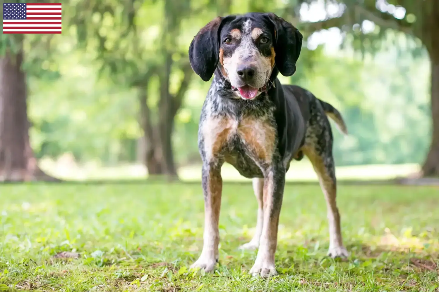 Read more about the article Hodowcy i szczenięta Bluetick Coonhound w USA