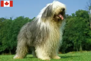 Read more about the article Hodowcy i szczenięta rasy Bobtail w Kanada