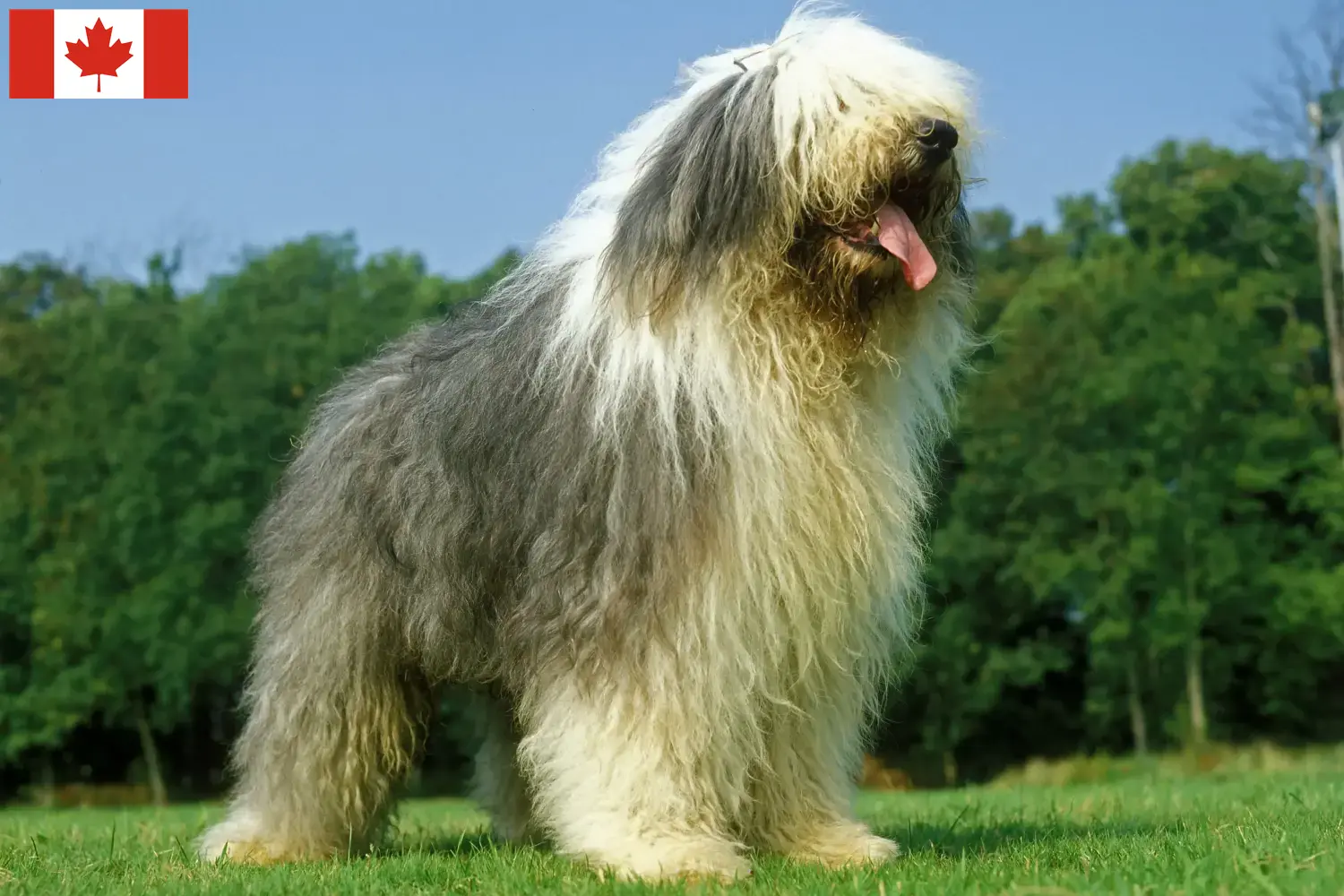 Read more about the article Hodowcy i szczenięta rasy Bobtail w Kanada