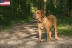 Read more about the article Hodowcy psów rasy Boerboel i szczenięta w USA