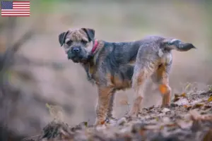 Read more about the article Border terrier – hodowcy i szczenięta w USA