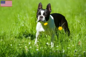 Read more about the article Hodowcy i szczenięta Boston terrier w USA