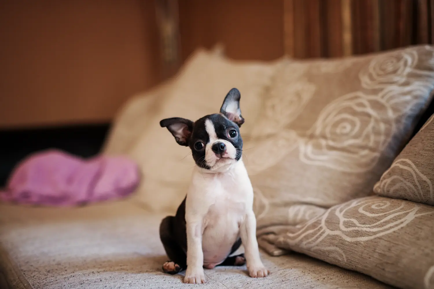 Kupno szczeniaka Boston Terriera oznacza wzięcie na siebie odpowiedzialności! Kup szczenięta Boston Terrier.