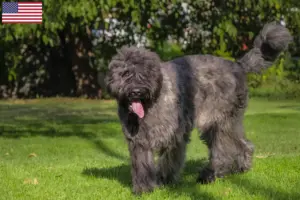 Read more about the article Hodowcy i szczenięta Bouvier des Flandres w USA