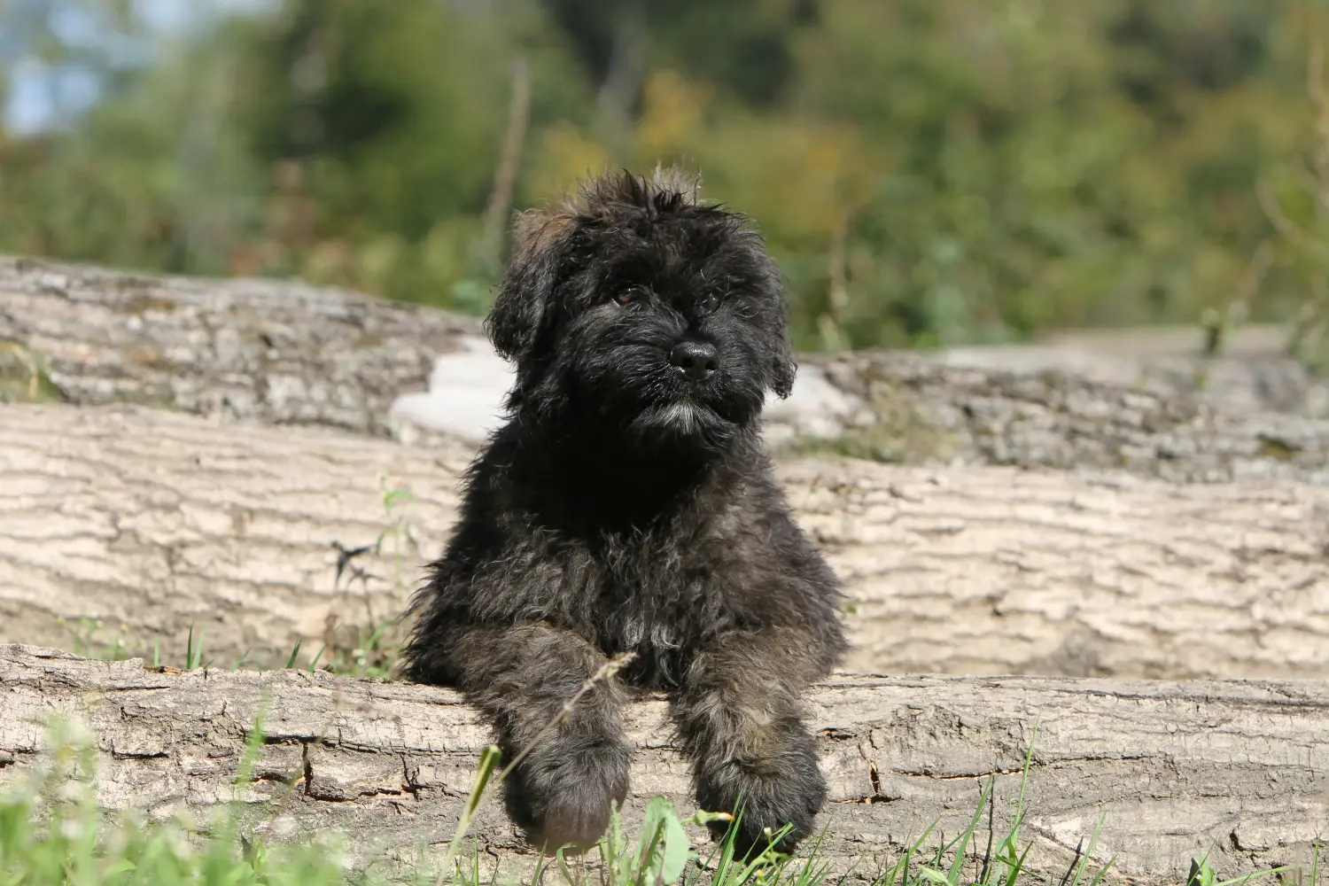 Kupno szczeniaka rasy Bouvier des Flandres oznacza wzięcie na siebie odpowiedzialności! Kup szczenięta Bouvier des Flandres.