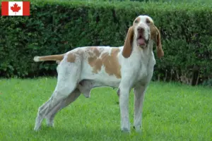 Read more about the article Bracco Italiano hodowcy i szczenięta w Kanada