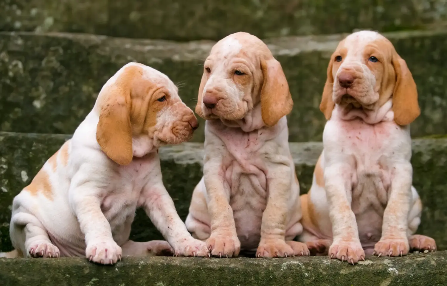 Kupno szczeniaka Bracco Italiano oznacza wzięcie na siebie odpowiedzialności! Kup szczenięta Bracco Italiano.