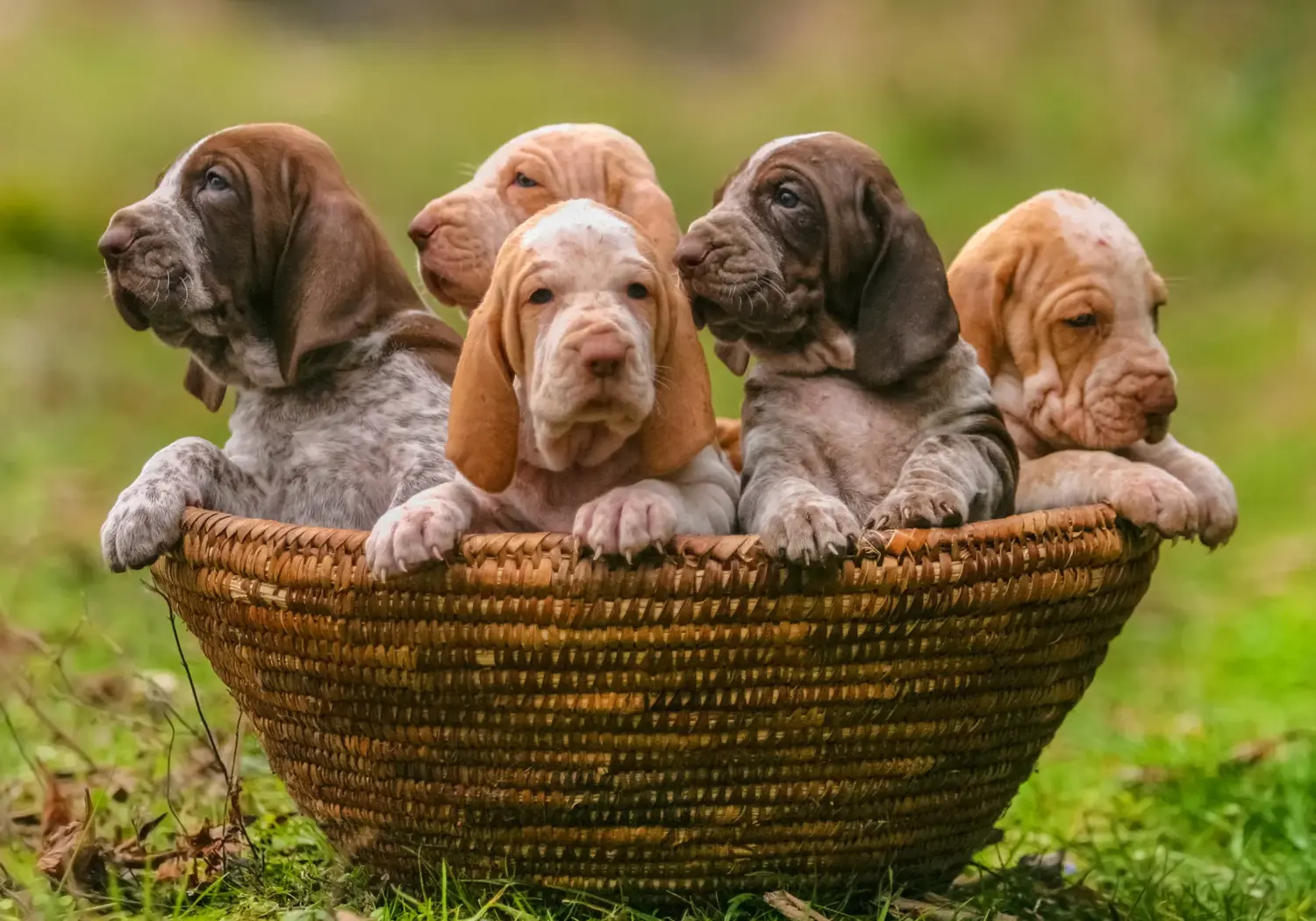 Kupno szczeniaka Bracco Italiano oznacza wzięcie na siebie odpowiedzialności! Kup szczenięta Bracco Italiano.