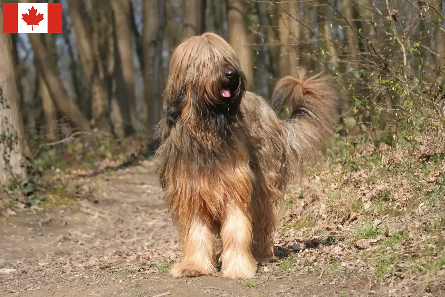 Read more about the article Hodowcy i szczenięta Briard w Kanada