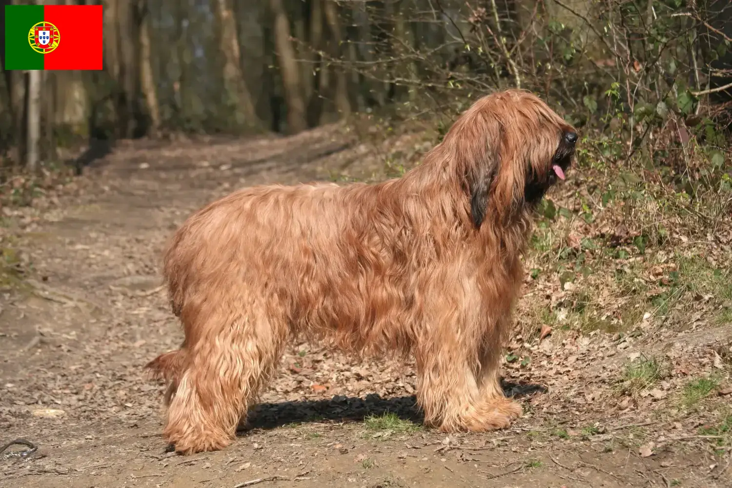 Read more about the article Hodowcy i szczenięta Briard w Portugalia