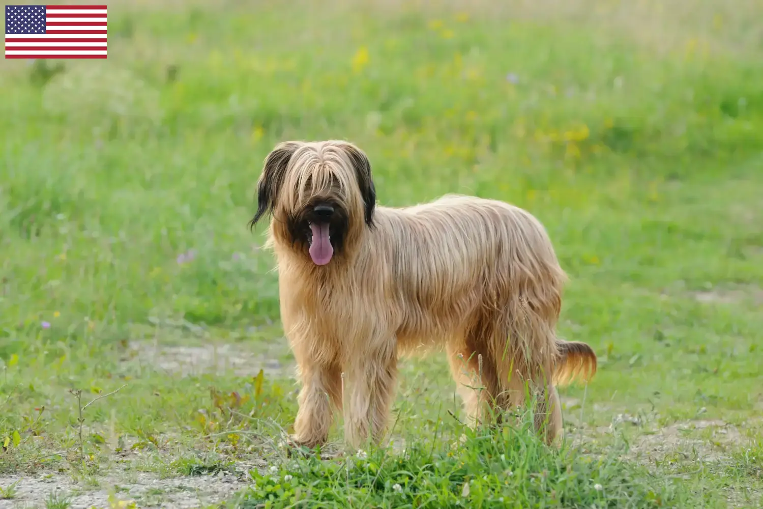 Read more about the article Hodowcy i szczenięta Briard w USA