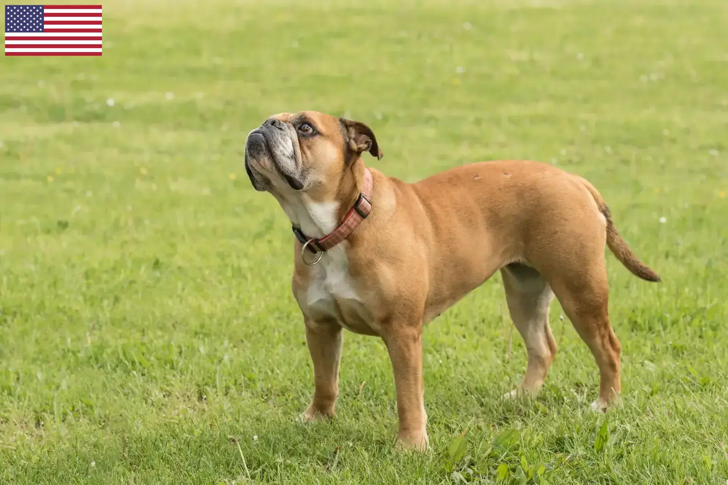 Buldog kontynentalny szczenięta i hodowcy USA Znajdź hodowców Buldogi kontynentalne w USA tutaj.