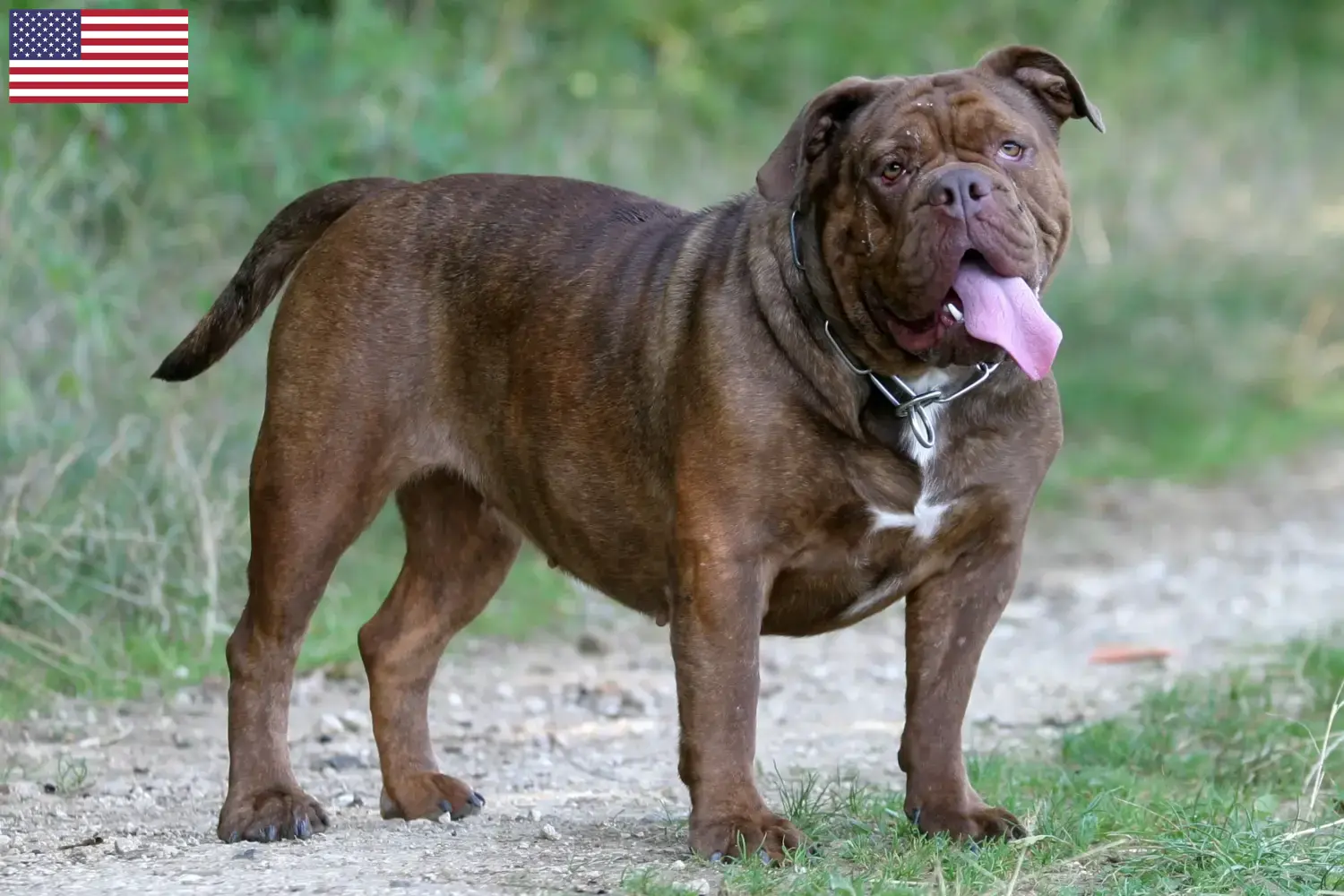Read more about the article Hodowcy i szczenięta Buldog angielski staroangielski w USA