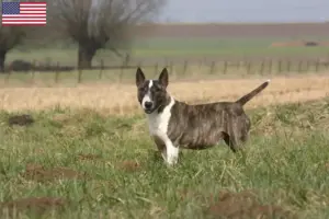 Read more about the article Hodowcy i szczenięta bull terrier w USA