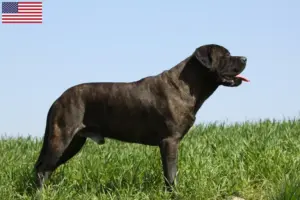 Read more about the article Hodowcy psów rasy bullmastiff i szczenięta w USA