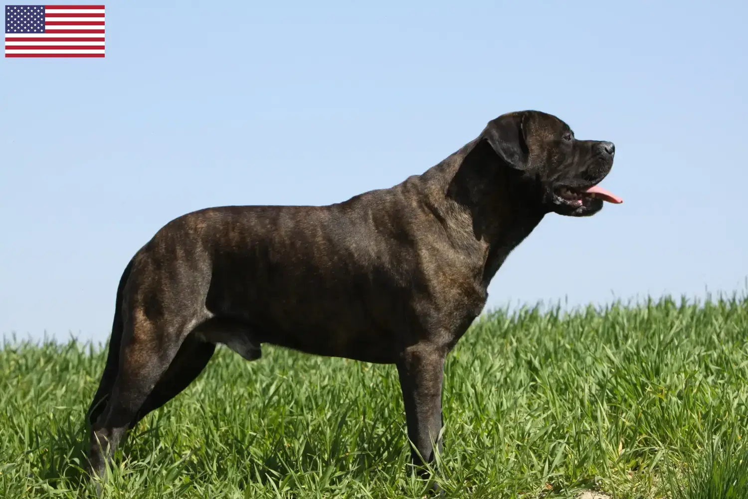 Read more about the article Hodowcy psów rasy bullmastiff i szczenięta w USA
