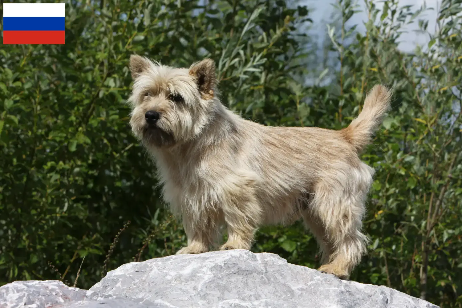 Cairn terrier szczenięta i hodowcy Rosja Tutaj znajdziesz hodowców rasy Cairn terrier w Rosja.