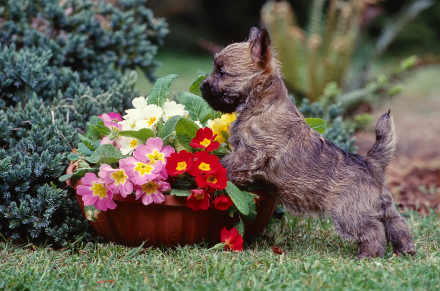 Kupno szczeniaka Cairn Terriera oznacza wzięcie na siebie odpowiedzialności! Kup szczenięta Cairn Terrier.