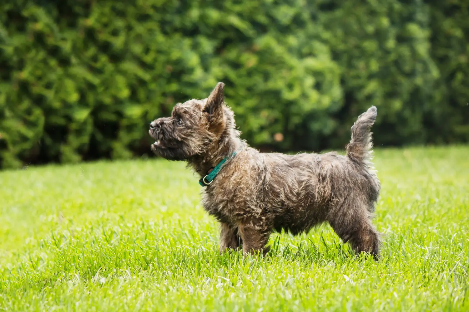 Kupno szczeniaka Cairn Terriera oznacza wzięcie na siebie odpowiedzialności! Kup szczenięta Cairn Terrier.