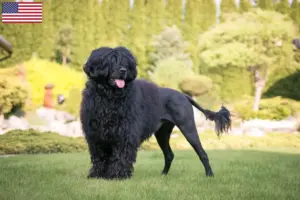 Read more about the article Cão de Agua portugalski hodowcy i szczenięta w USA