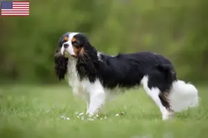 Read more about the article Hodowcy i szczenięta Cavalier King Charles Spaniel w USA