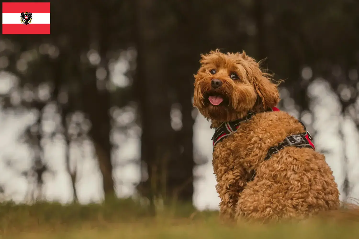Read more about the article Hodowcy i szczenięta Cavoodle w Austria