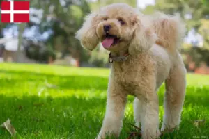 Read more about the article Cavoodle hodowcy i szczenięta w Dania