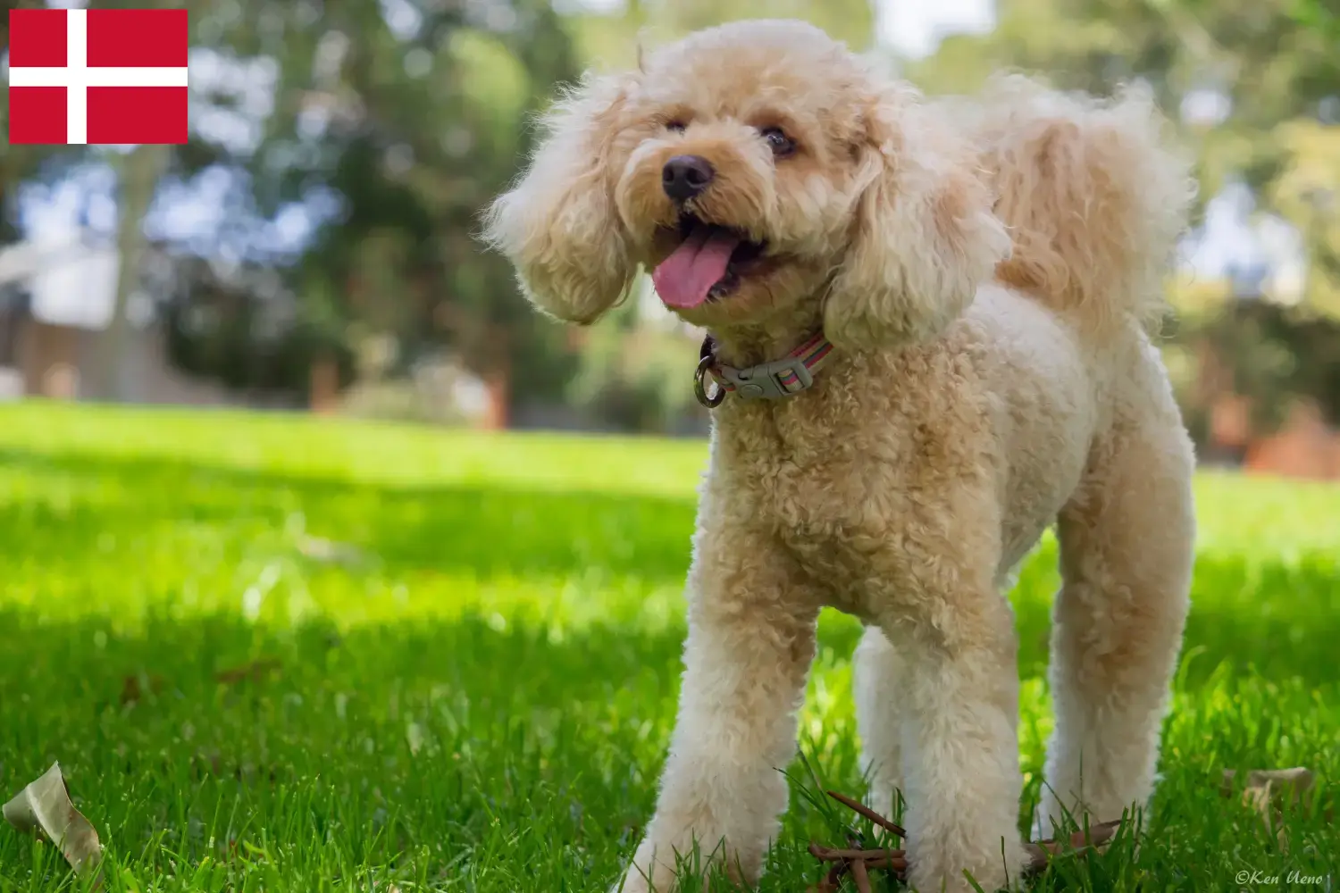 Read more about the article Cavoodle hodowcy i szczenięta w Dania