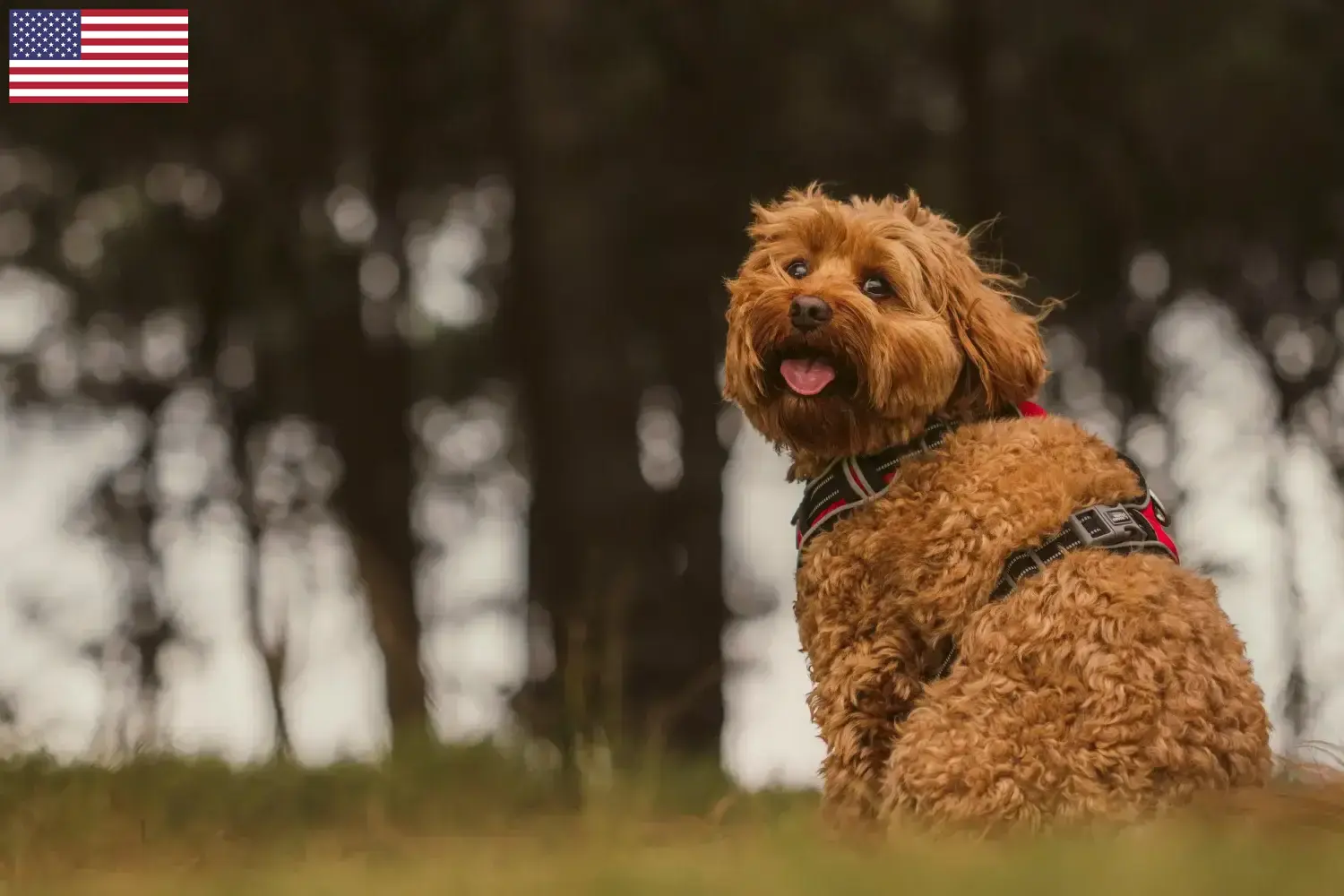 Read more about the article Hodowcy i szczenięta Cavoodle w USA
