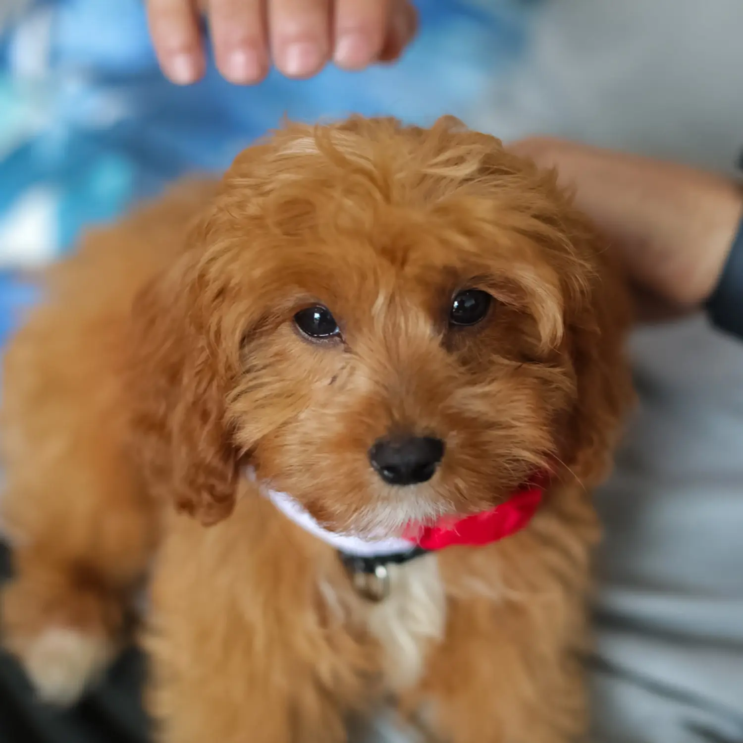 Kupno szczeniaka Cavoodle oznacza wzięcie na siebie odpowiedzialności! Kup szczenięta Cavoodle.